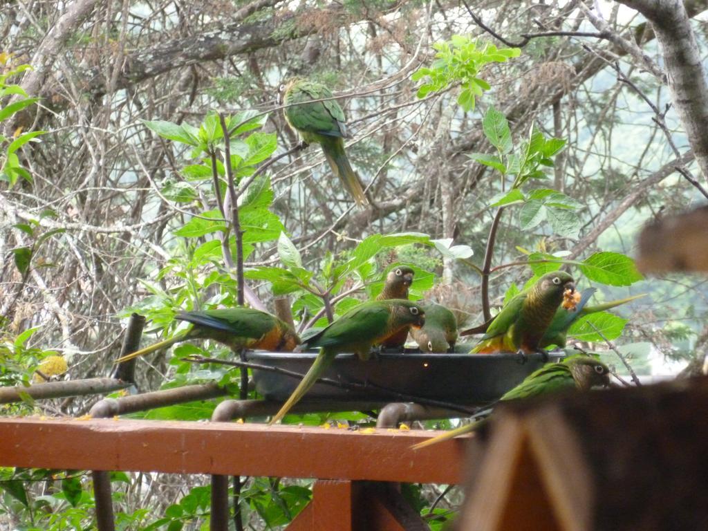 Pousada Dos Esquilos Campos do Jordão Exterior foto